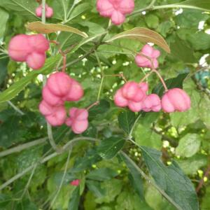 Photographie n°2452475 du taxon Euonymus europaeus L. [1753]