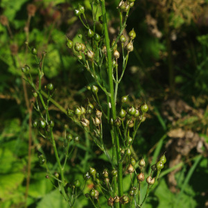 Photographie n°2452527 du taxon Scrophularia nodosa L. [1753]