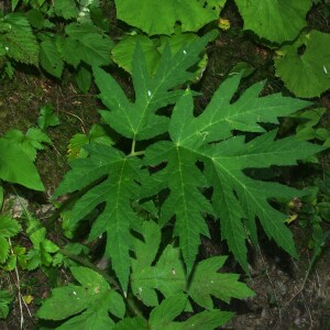  - Heracleum sphondylium subsp. elegans (Crantz) Schübler & G.Martens [1834]