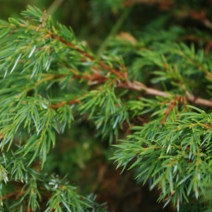 Photographie n°2452533 du taxon Juniperus communis L. [1753]