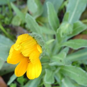 Photographie n°2452584 du taxon Calendula arvensis L. [1763]