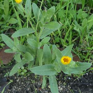 Photographie n°2452587 du taxon Calendula arvensis L. [1763]