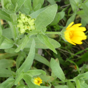 Photographie n°2452595 du taxon Calendula arvensis L. [1763]