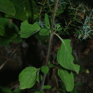 Photographie n°2452597 du taxon Origanum vulgare subsp. vulgare