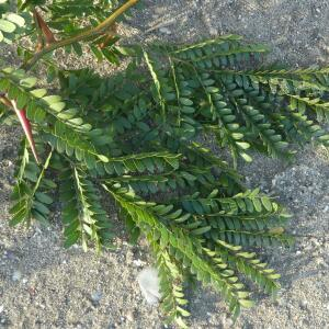 Photographie n°2452608 du taxon Gleditsia triacanthos L. [1753]