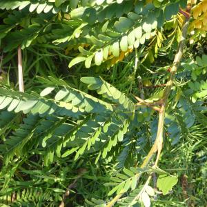 Photographie n°2452612 du taxon Gleditsia triacanthos L. [1753]