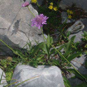 Photographie n°2452617 du taxon Scabiosa lucida Vill. [1779]