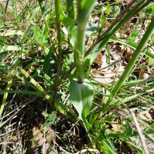 Photographie n°2452695 du taxon Tragopogon dubius Scop. [1772]