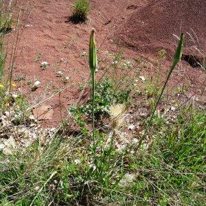 Photographie n°2452696 du taxon Tragopogon dubius Scop. [1772]