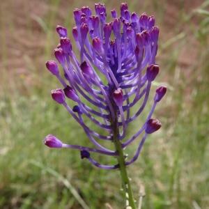 Photographie n°2452699 du taxon Muscari comosum (L.) Mill. [1768]