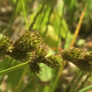 Photographie n°2452710 du taxon Carex leporina L. [1753]