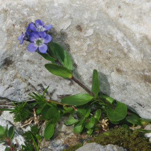 Photographie n°2452727 du taxon Veronica alpina L. [1753]
