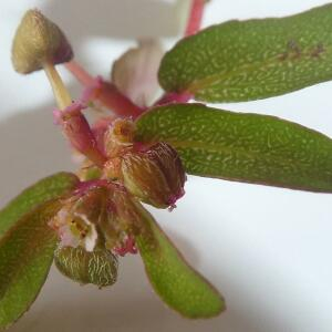 Photographie n°2452728 du taxon Euphorbia maculata L.