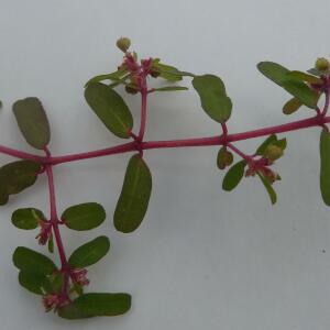 Photographie n°2452731 du taxon Euphorbia maculata L.
