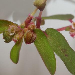  - Euphorbia maculata L. [1753]