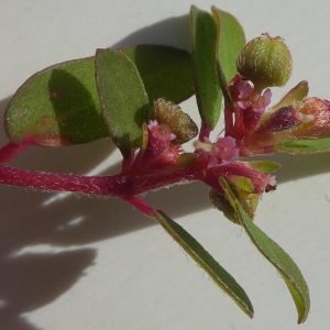 Photographie n°2452736 du taxon Euphorbia maculata L.