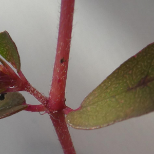 Photographie n°2452740 du taxon Euphorbia maculata L.