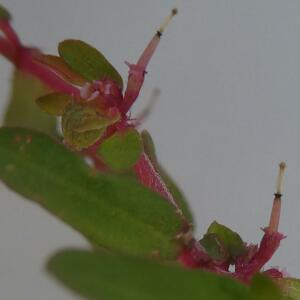 Photographie n°2452742 du taxon Euphorbia maculata L.