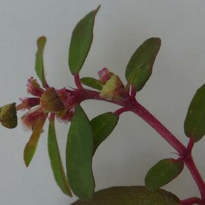 Photographie n°2452746 du taxon Euphorbia maculata L.