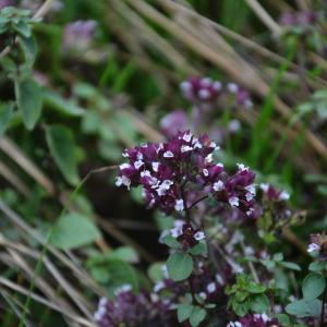 Photographie n°2452751 du taxon Origanum vulgare L.