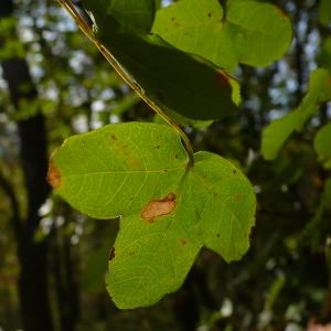 Photographie n°2452795 du taxon Acer monspessulanum L.