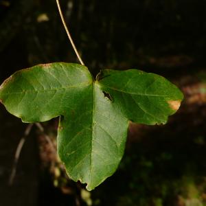 Photographie n°2452796 du taxon Acer monspessulanum L.