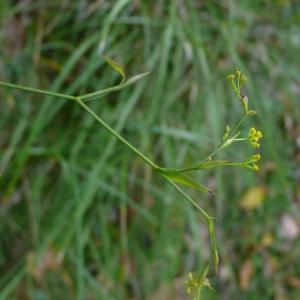 Photographie n°2452804 du taxon Bupleurum falcatum L.