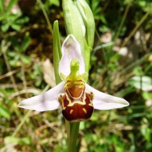 Photographie n°2452814 du taxon Ophrys apifera var. apifera