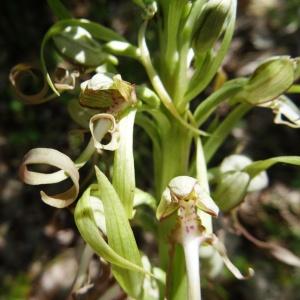 Photographie n°2452822 du taxon Himantoglossum hircinum (L.) Spreng. [1826]