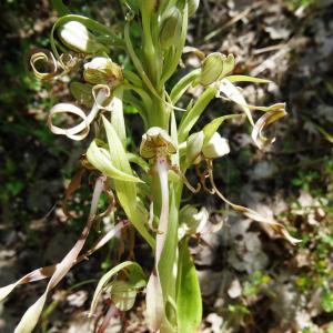 Photographie n°2452823 du taxon Himantoglossum hircinum (L.) Spreng. [1826]