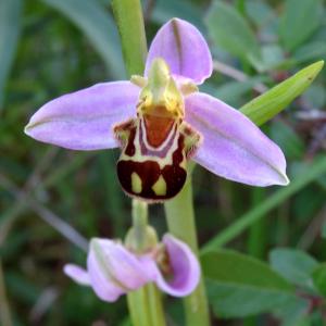 Ophrys apifera Huds. var. apifera