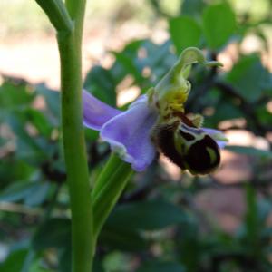  - Ophrys apifera var. apifera