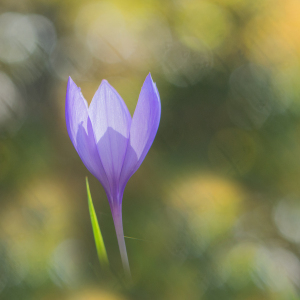 Photographie n°2452867 du taxon Crocus nudiflorus Sm.