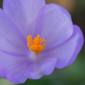 Photographie n°2452868 du taxon Crocus nudiflorus Sm.