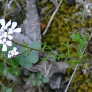 Photographie n°2452869 du taxon Iberis pinnata L. [1755]