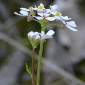 Photographie n°2452870 du taxon Iberis pinnata L. [1755]