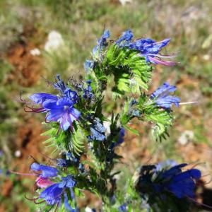 Photographie n°2452944 du taxon Echium vulgare var. vulgare