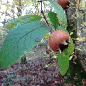 Photographie n°2452966 du taxon Crataegus germanica (L.) Kuntze