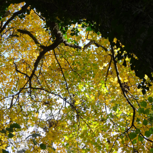 Photographie n°2452967 du taxon Sorbus torminalis (L.) Crantz