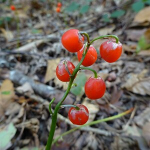  - Convallaria majalis L.