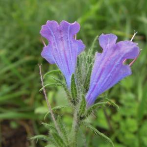 Photographie n°2453039 du taxon Echium vulgare L.