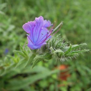 Photographie n°2453040 du taxon Echium vulgare L.