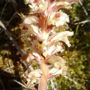 Photographie n°2453048 du taxon Orobanche alba Stephan ex Willd. [1800]