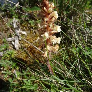 Photographie n°2453050 du taxon Orobanche alba Stephan ex Willd. [1800]