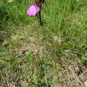 Photographie n°2453057 du taxon Dianthus carthusianorum L. [1753]