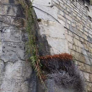 Photographie n°2453072 du taxon Erigeron canadensis L.