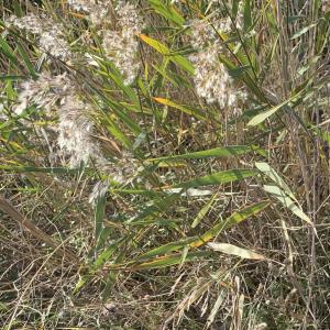 Photographie n°2453102 du taxon Phragmites australis (Cav.) Trin. ex Steud.