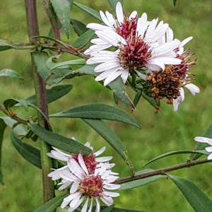 Photographie n°2453133 du taxon Symphyotrichum Nees