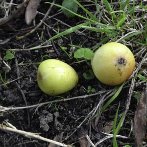 Photographie n°2453168 du taxon Sorbus domestica L.