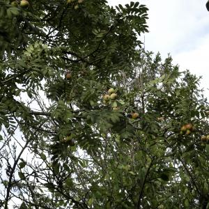 Photographie n°2453169 du taxon Sorbus domestica L.